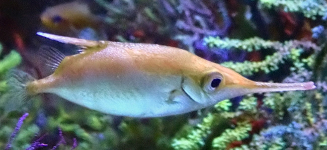 Macroramphosus scolopax