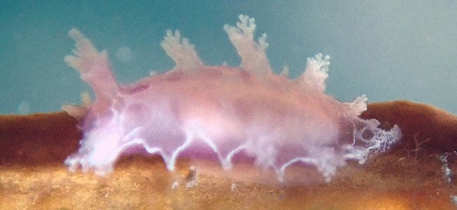 Marionia blainvillea