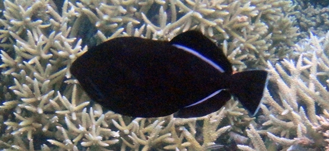 Melichthys indicus