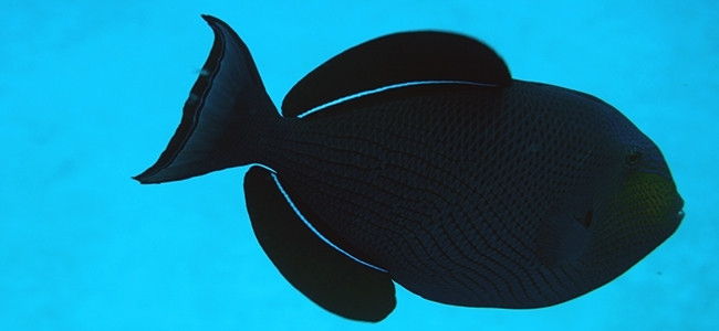 Melichthys niger