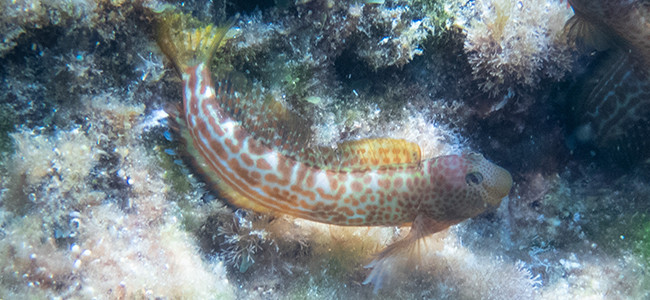 Microlipophrys canevae