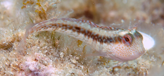 Microlipophrys nigriceps