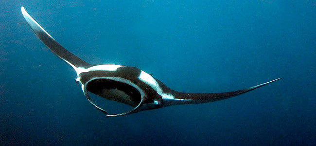 Mobula alfredi