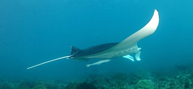 Mobula birostris