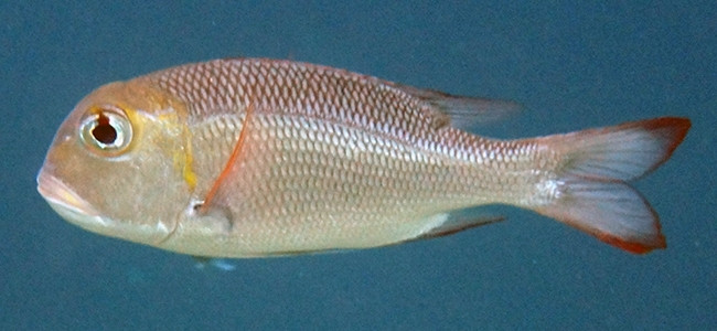 Monotaxis grandoculis