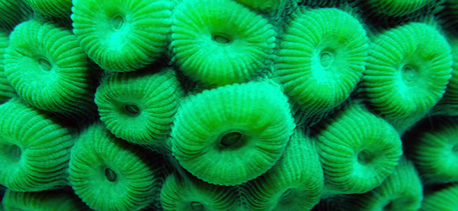 Montastraea cavernosa