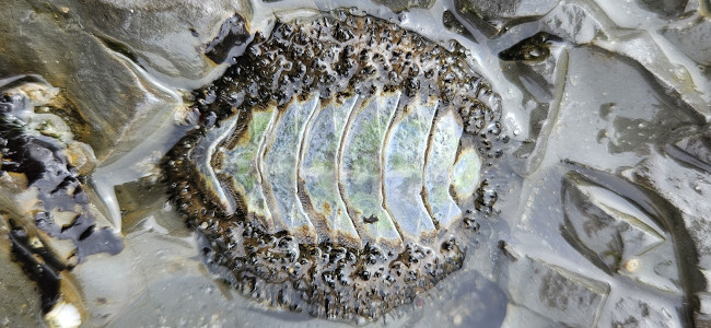 Mopalia muscosa