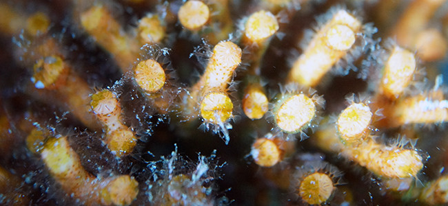 Myriapora truncata