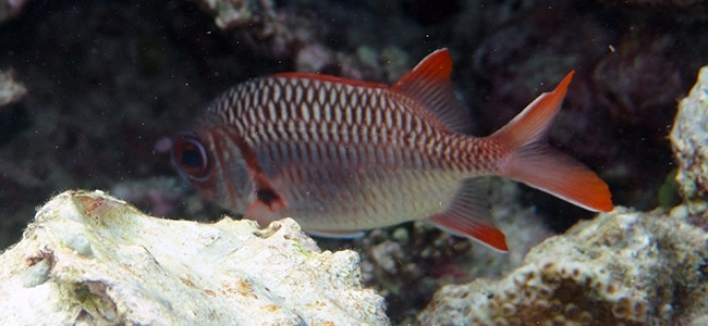 Myripristis kuntee