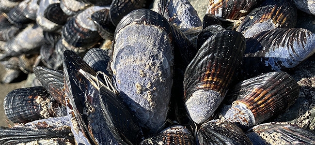 Mytilus californianus
