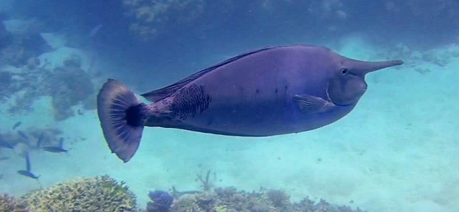 Naso brevirostris