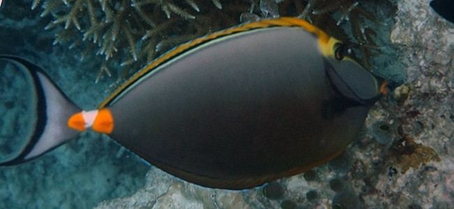Naso elegans