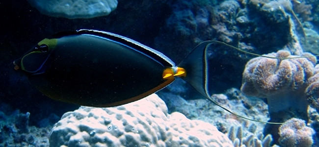 Naso lituratus