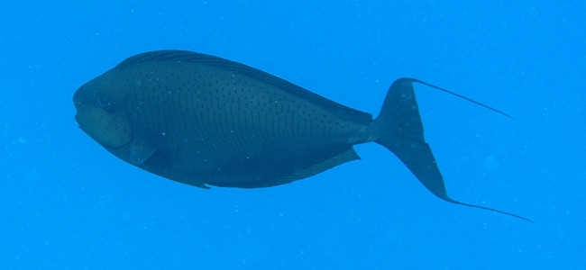Naso vlamingii