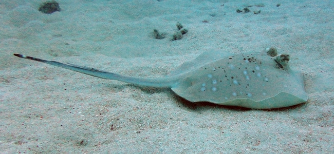 Neotrygon kuhlii