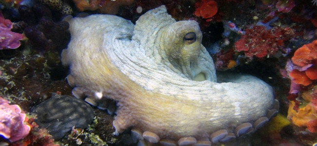 Octopus vulgaris