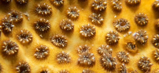 Oculina patagonica