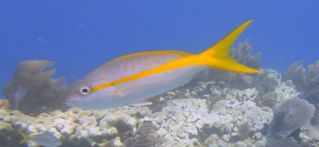 Ocyurus chrysurus