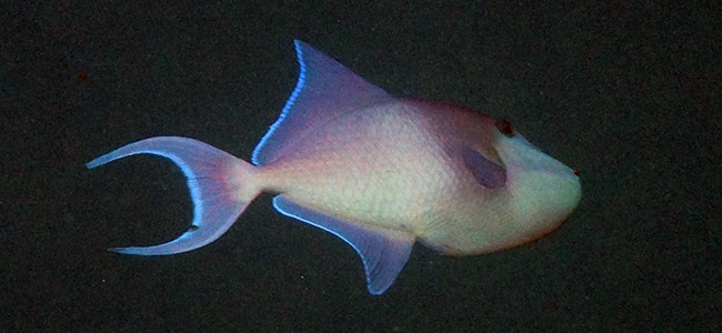 Odonus niger