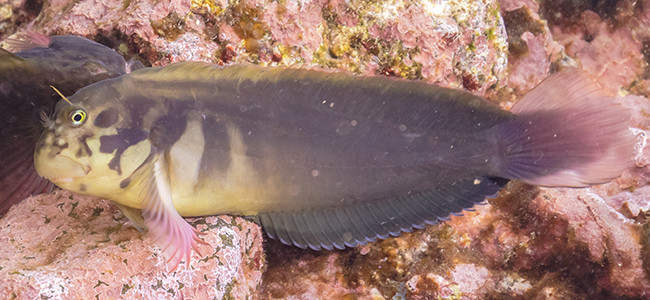 Ophioblennius atlanticus
