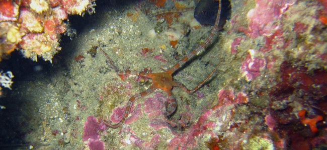 Ophioderma longicaudum