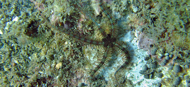 Ophiothrix fragilis