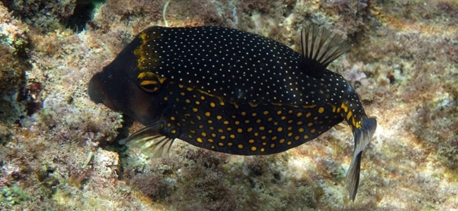 Ostracion meleagris