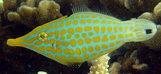 Oxymonacanthus longirostris