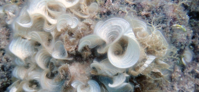 Padina australis