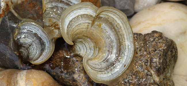 Labrus viridis
