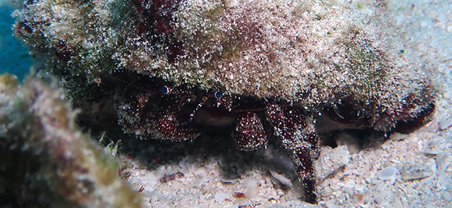 Paguristes puncticeps
