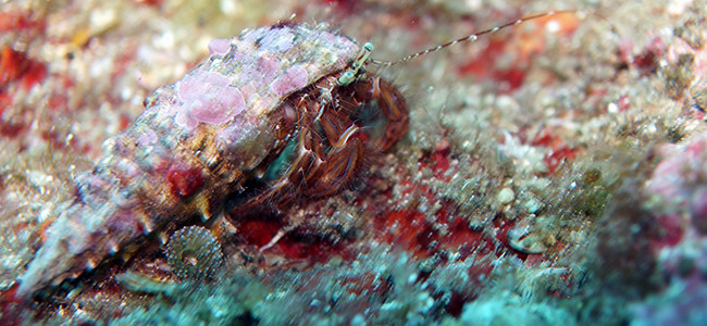 Pagurus anachoretus