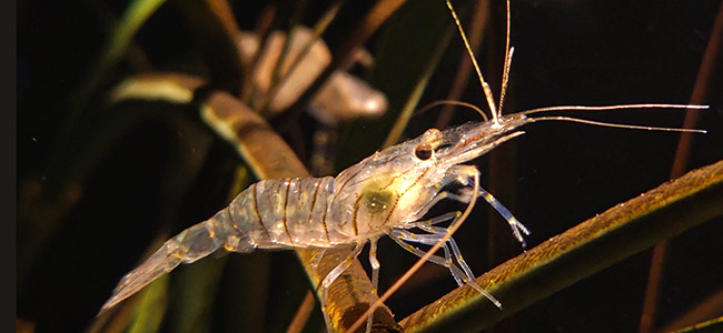 Palaemon serratus