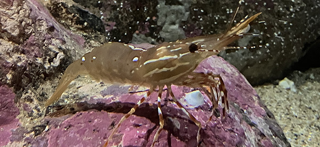 Pandalus platyceros