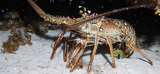 Panulirus argus