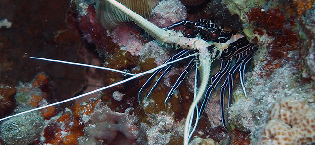 Panulirus versicolor