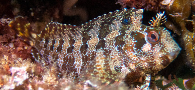 Parablennius gattorugine