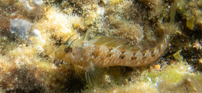 Parablennius incognitus