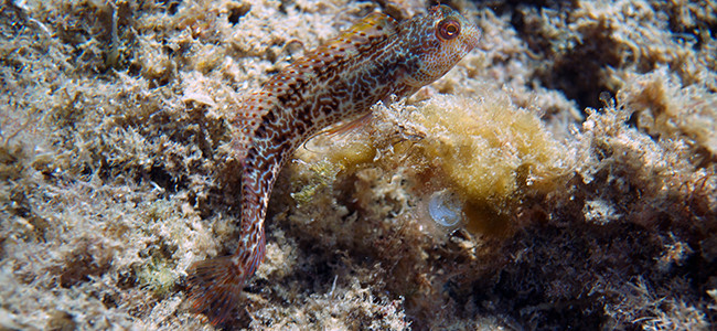 Parablennius pilicornis