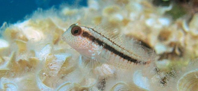 Parablennius rouxi