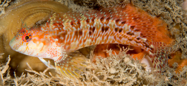 Parablennius ruber