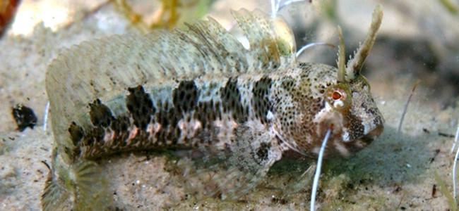 Parablennius tentacularis
