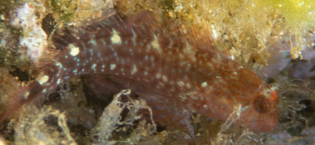 Parablennius zvonimiri
