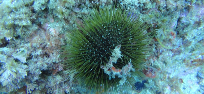 Paracentrotus lividus