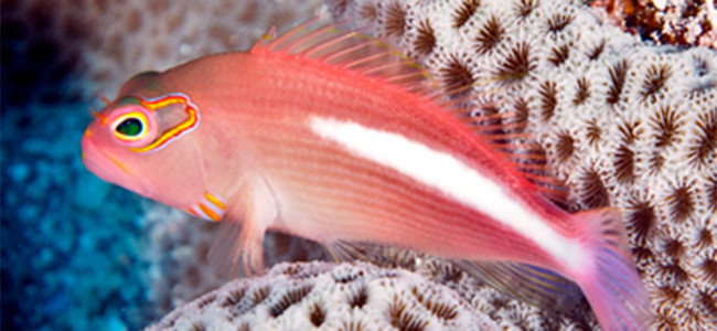 Paracirrhites arcatus
