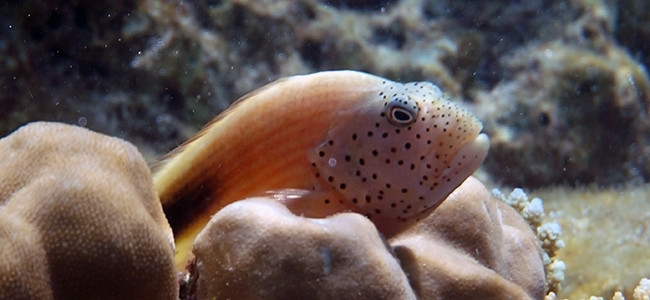 Paracirrhites forsteri