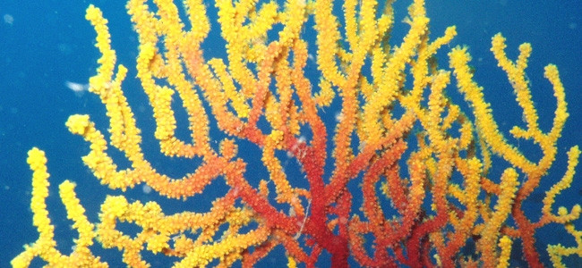 Paramuricea clavata