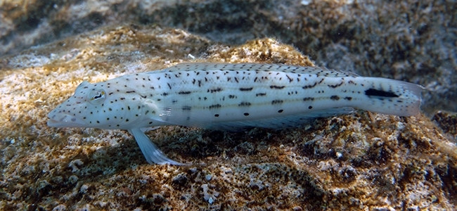 Parapercis hexophtalma