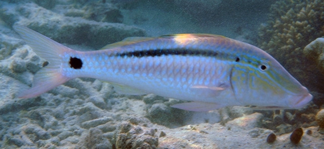 Parupeneus barberinus