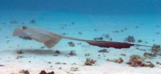Pastinachus sephen